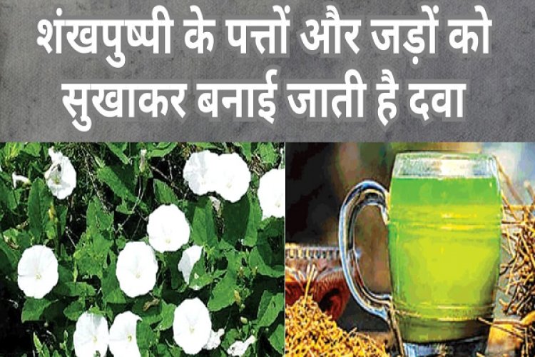 शंखपुष्पी से बदल सकती है किसानों की किस्मत... मानसिक तनाव, चिंता और अवसाद को करती है खत्म