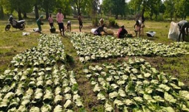 राज्य में तेन्दूपत्ता संग्रहण का कार्य शुरू