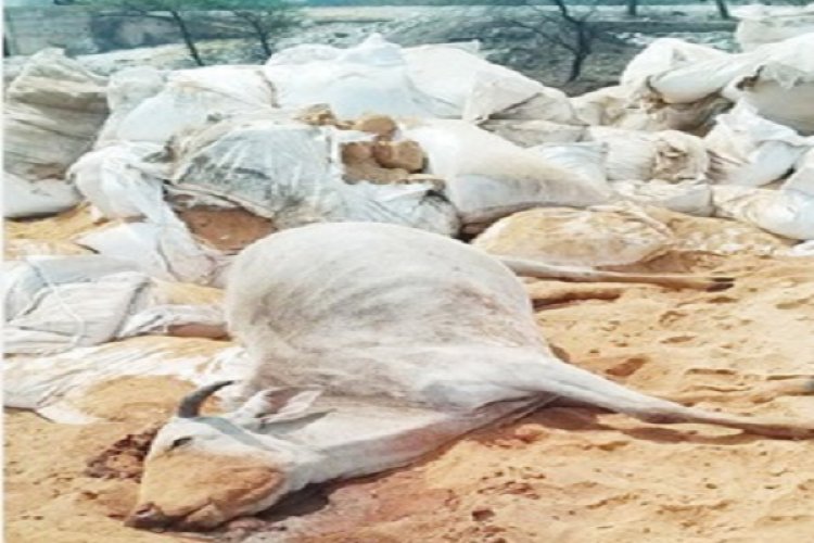 गोदाम में विषाक्त अनाज खाने से 25 गायों की मौत