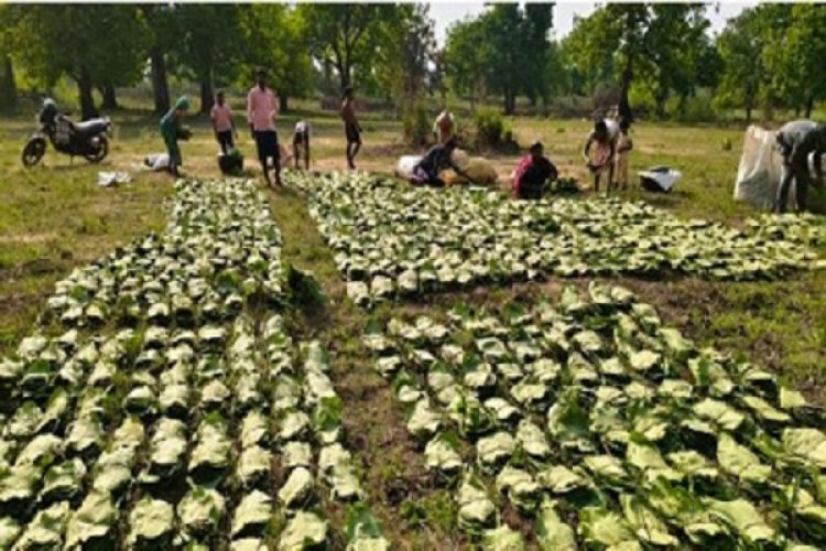 राज्य में तेन्दूपत्ता संग्रहण का कार्य शुरू