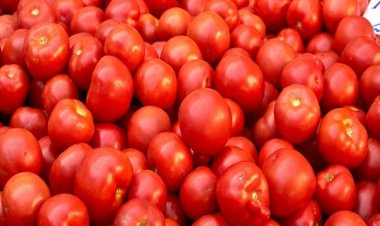 धमधा के किसानों ने पाकिस्तान भेजना बंद किया टमाटर, राष्ट्रहित में संकल्प