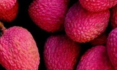 गर्मियों में लीची खाने के फायदे