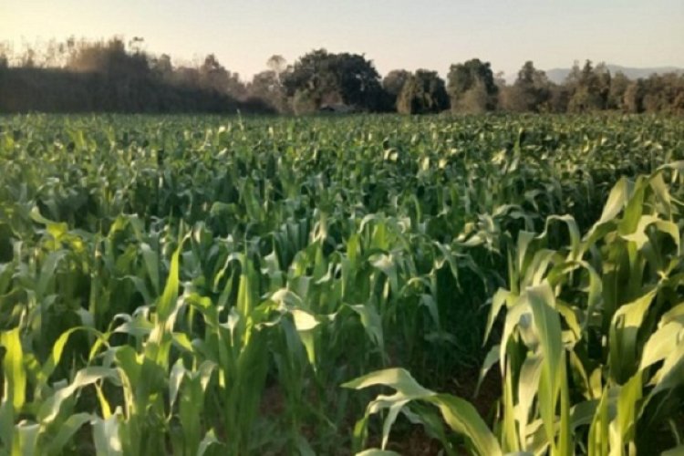 किसानों को मिल रहा योजनाओं का लाभ