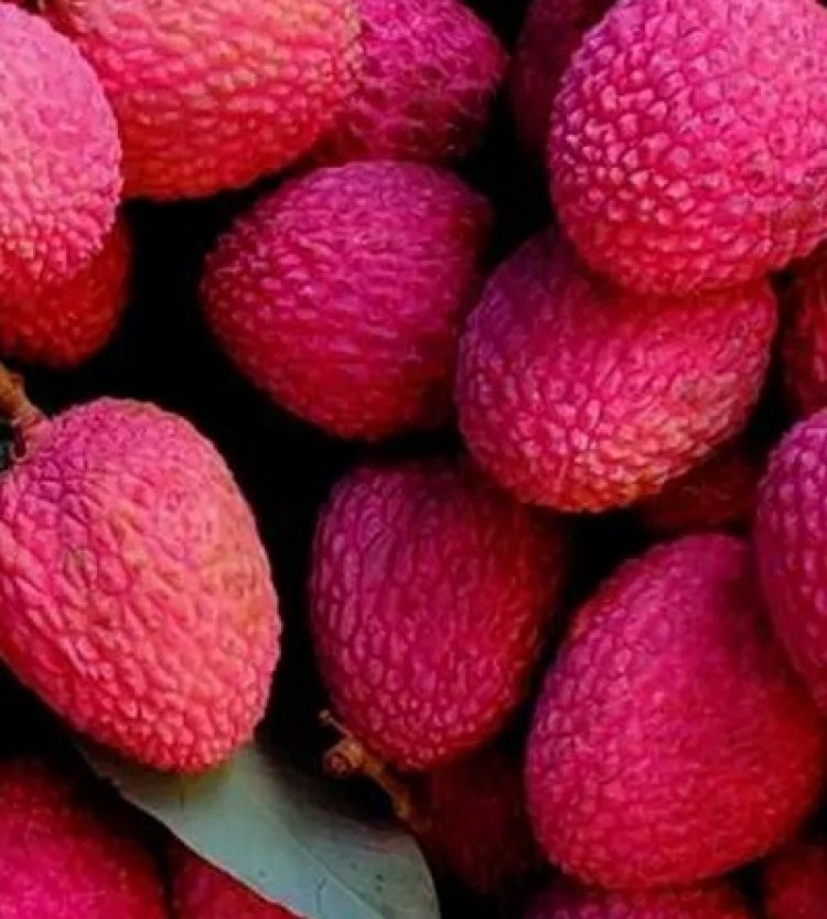 गर्मियों में लीची खाने के फायदे