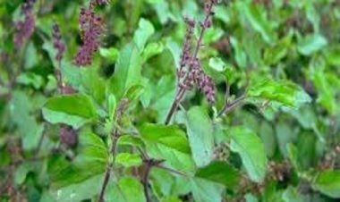 इन बीमारियों में फायदा पहुंचाते हैं तुलसी के पत्ते