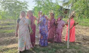 सुपर फुड मुनगा से कोकड़ी की महिलाओं की कमाई