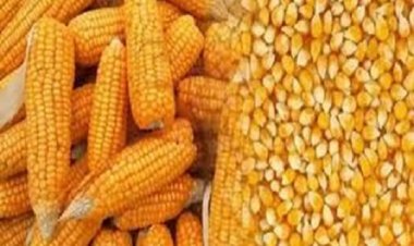 ईथेनॉल निर्माण हेतु कोण्डागांव में मक्का खरीदी के दिशा-निर्देश जारी