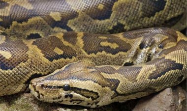 बेडरूम में 9 फीट लंबा अजगर था, तो किचन में कोबरा सांप