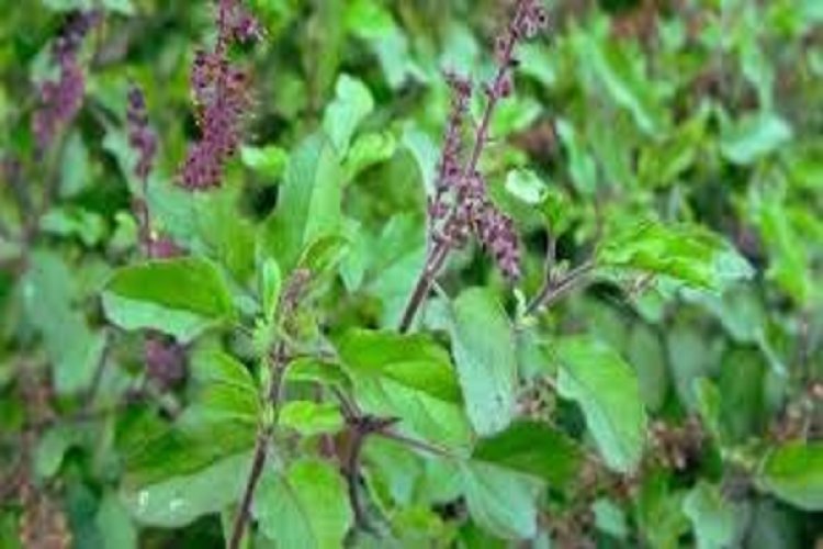 इन बीमारियों में फायदा पहुंचाते हैं तुलसी के पत्ते