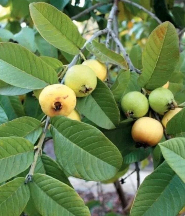 अमरूद के पत्तों में छिपा है सेहत का खजाना