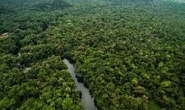 वनाधिकार क्रियान्वयन में छत्तीसगढ़ की अग्रणी भूमिका—वन विभाग की सशक्त प्रतिबद्धता का प्रमाण