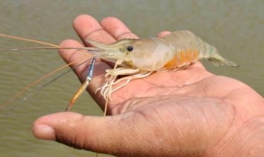 झींगा पालन के लिए सुकमा के 5 गांव चिन्हांकित