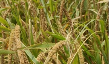 कोदो की खेती की ओर कृषकों का बढ़ता रुझान