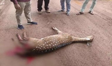 कांगेर घाटी राष्ट्रीय उद्यान में घायल हिरण की मौत