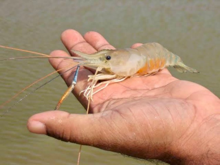 झींगा पालन के लिए सुकमा के 5 गांव चिन्हांकित