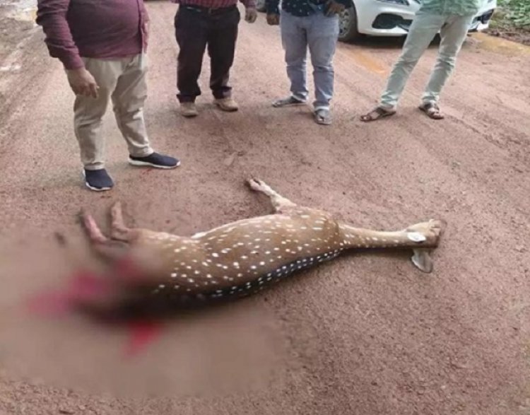 कांगेर घाटी राष्ट्रीय उद्यान में घायल हिरण की मौत