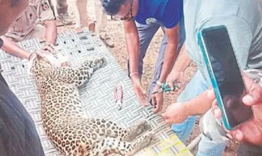 बालोद। जिले में ब्लॉक के कंकालिन गांव में सोमवार को एक बाड़ी के पास तेंदुआ जाल में फंसा मिला। वन विभाग की टीम सुबह करीब 11:30 बजे तेंदुए को ...