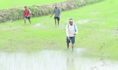 जिले में पर्याप्त मात्रा में खाद-बीज का भंडारण