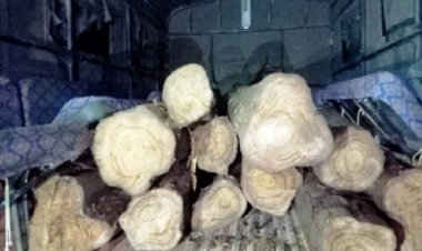 केशकाल वनमंडल के जंगल से अवैध परिवहन करते सागौन की लकड़ी जब्त