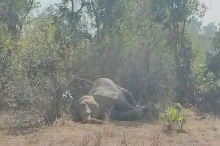 शिकारियों के जाल में फंसकर नर हाथी की मौत...