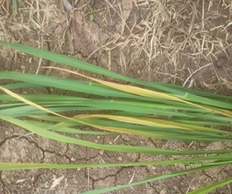 कृषि विज्ञान केन्द्र सुरगी द्वारा किसानों को दी गई समसामयिक सलाह