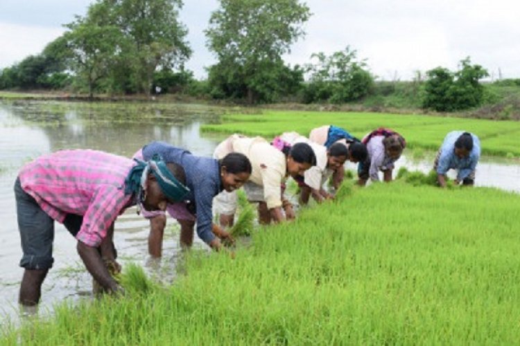 धमतरी की स्वर्णिम कृषि यात्रा : आत्मनिर्भरता और समृद्धि के 25 वर्ष