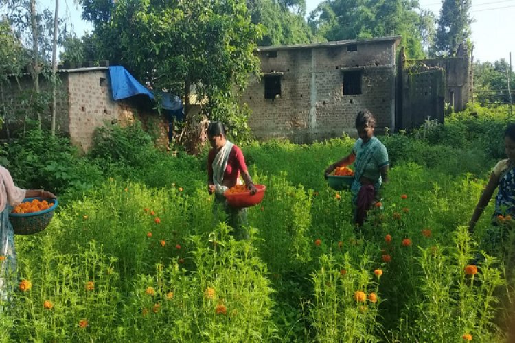 गेंदा फूल की खुशबू से महक रहा महिलाओं का जीवन