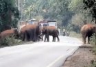 जंगल से निकलकर रोड पर पहुंचे 25 हाथी, कई गांवों में अलर्ट