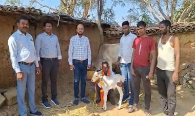 जशपुर में पहली बार पुंगनूर बछिया का जन्म, जिले के लिए ऐतिहासिक उपलब्धि