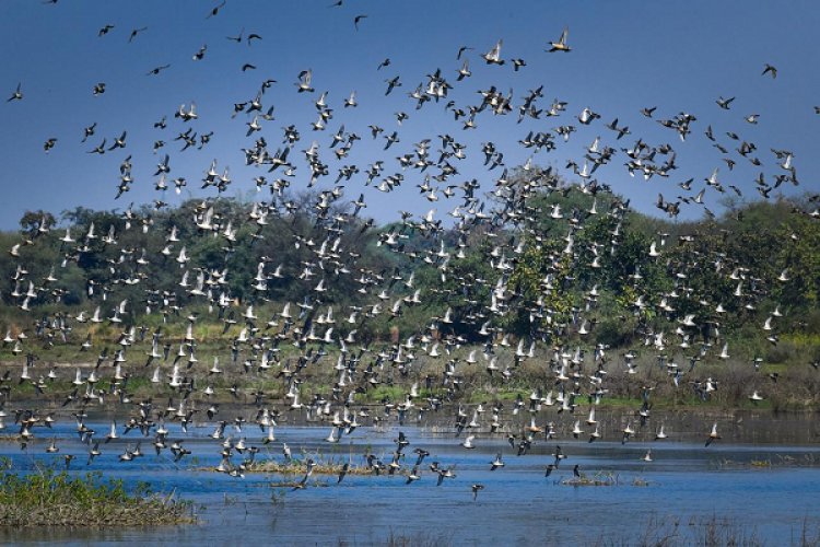 रायपुर : छत्तीसगढ़ का पहला रामसर साइट बना कोपरा जलाशय