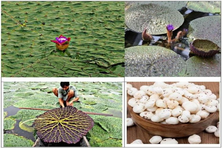 सीएम साय के प्रयास से छत्तीसगढ़ मखाना बोर्ड में शामिल, खेती को मिलेगा प्रोत्साहन