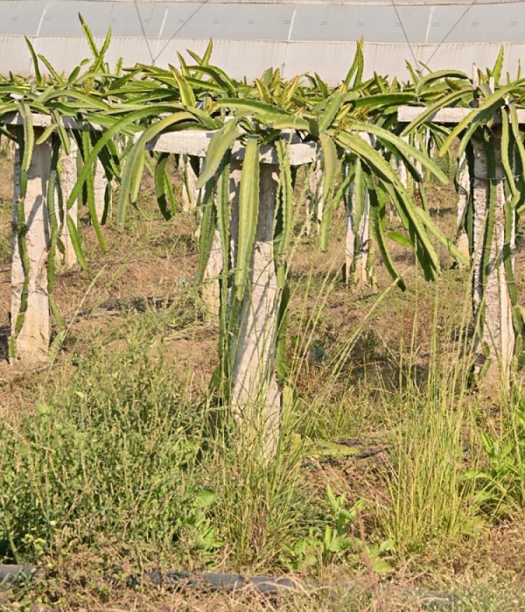 पारंपरिक खेती से आगे बढ़कर ड्रेगन फ्रूट की राह पर साहिल