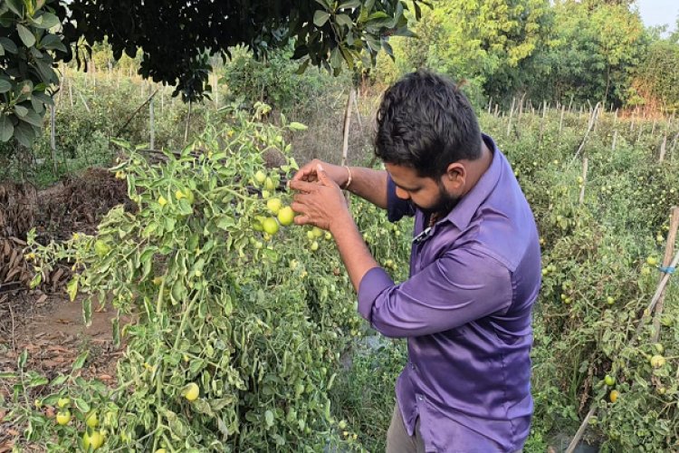 ग्राफ्टेड टमाटर की खेती से युवराज साहू को हो रहा दोगुना फायदा