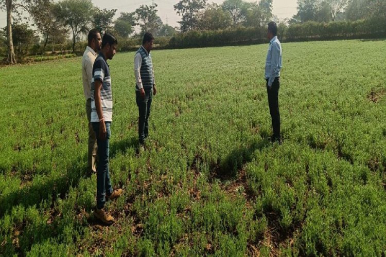 जल बचत से बढ़ी खुशहालीः रबी फसलों ने बदली धमतरी के किसानों की तस्वीर