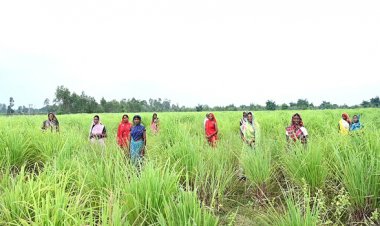 लेमनग्रास की खेती- किसानों के लिए कमाई का उत्तम विकल्प