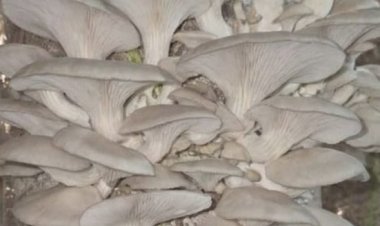 जैविक मशरूम उत्पादन से आत्मनिर्भर बनी दंतेवाड़ा की नारी शक्ति