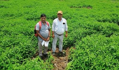 जैविक खेती ने बदली तस्वीर