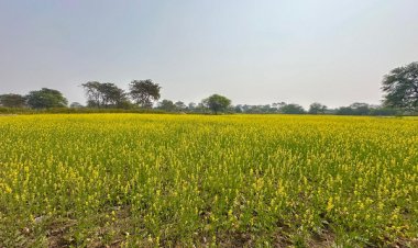 फसलचक्र परिवर्तन से जल संरक्षण और कृषि समृद्धि की नई पहचान बन रहा धमतरी