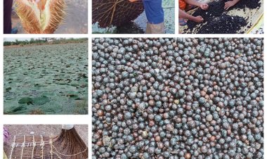 स्पेशल स्टोरी : छत्तीसगढ़ में मखाना उत्पादन को प्रोत्साहन