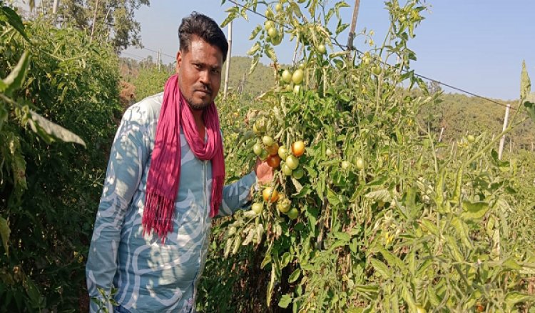 टमाटर की बेहतरीन फसल से किसान त्रवेंद्र साहू की बदली किस्मत