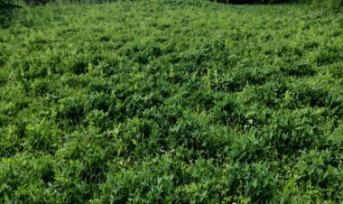 उन्नत कृषि तकनीक से मूंगफली उत्पादन में उल्लेखनीय वृद्धि