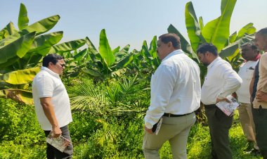 खाद्य तेल में आत्मनिर्भरता की ओर छत्तीसगढ़ : राज्य में 10,796 हेक्टेयर क्षेत्रों में ऑयल पाम की खेती