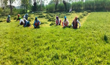 धान से ब्राम्ही तक : कम लागत में अधिक लाभ की ओर अग्रसर किसान