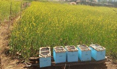 मधुमक्खी पालन से स्व-सहायता समूह की आय में वृद्धि