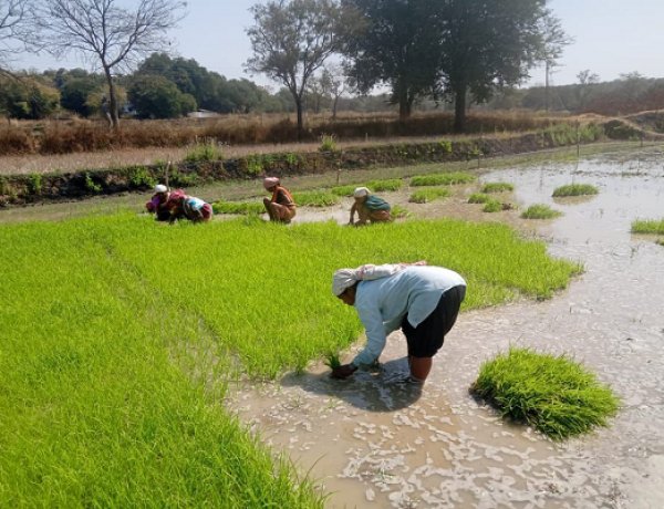 धान के साथ वैकल्पिक फसलों की ओर बढ़ते धमतरी के किसान, रागी की खेती में बढ़ी भागीदारी