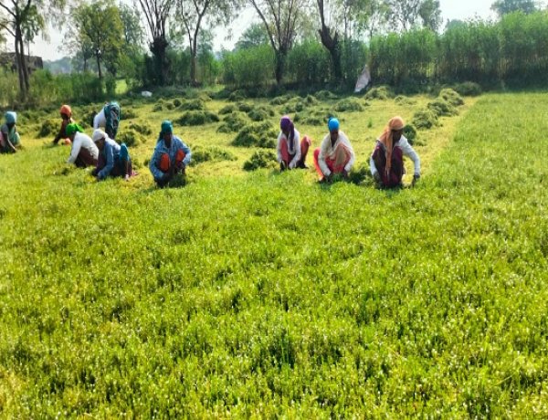 धान से ब्राम्ही तक : कम लागत में अधिक लाभ की ओर अग्रसर किसान