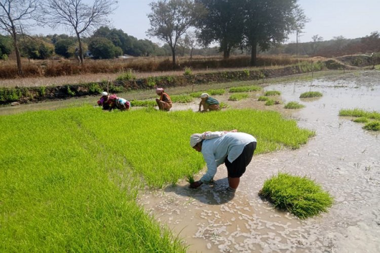 धान के साथ वैकल्पिक फसलों की ओर बढ़ते धमतरी के किसान, रागी की खेती में बढ़ी भागीदारी