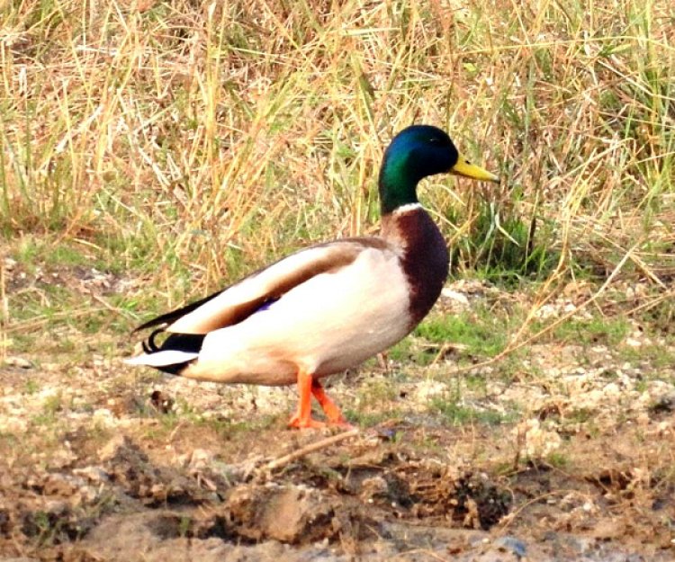 गिधवा टैंक में प्रवासी मल्लार्ड का आगमन, बढ़ी क्षेत्र की पहचान