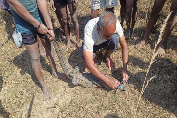 मगरमच्छ का सुरक्षित रेस्क्यू, जंगल सफारी में मिला नया आश्रय