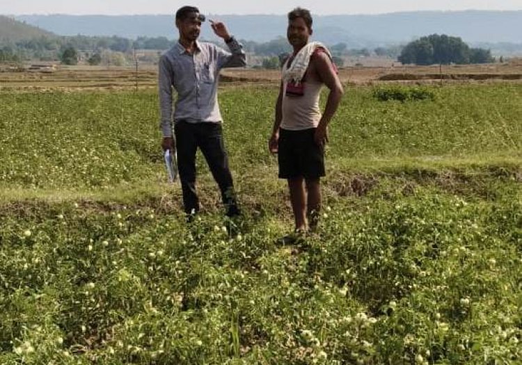 राष्ट्रीय बागवानी मिशन से किसानों को संबल : उन्नत तकनीक से टमाटर खेती में बढ़ा उत्पादन और मुनाफा